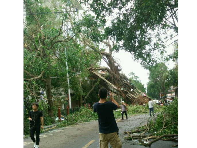 石鼓路大榕樹，在莫蘭蒂的吹襲中連根拔起_集美石鼓路商圈