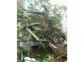 石鼓路大榕樹(shù)，在莫蘭蒂的吹襲中連根拔起2_集美石鼓路商圈
