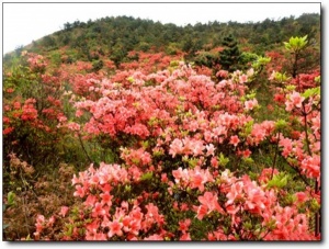 寧德白溪草場(chǎng)_古田白溪草場(chǎng)(福建寧德)_白溪草場(chǎng)