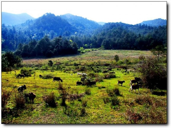 寧德仙山牧場(chǎng)_屏南仙山牧場(chǎng)(福建寧德)_仙山牧場(chǎng)