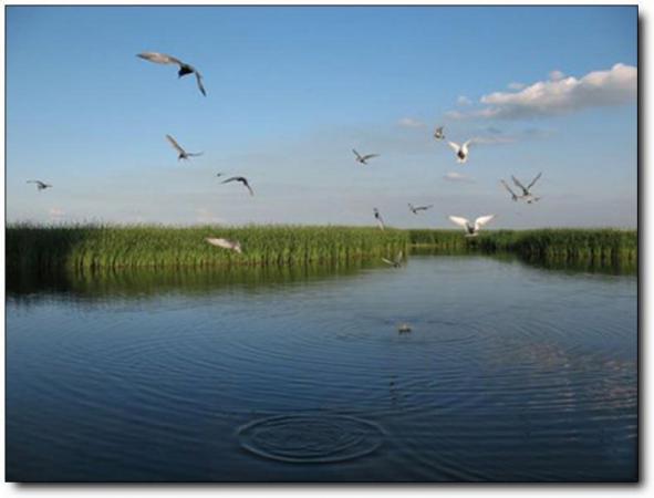 長(zhǎng)樂閩江河口國(guó)家濕地公園 (4)_長(zhǎng)樂閩江河口國(guó)家濕地公園