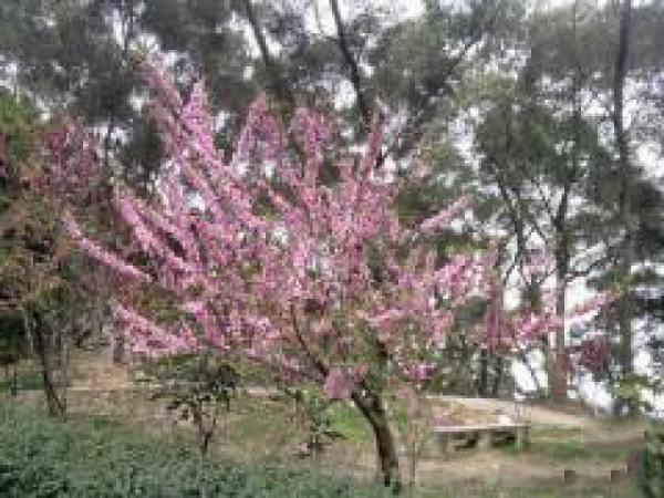 倉(cāng)山高蓋山公園 (5)_倉(cāng)山高蓋山公園