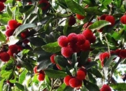 逛鷺島最新推薦不負(fù)等待，楊梅正當(dāng)時(shí),到漳浦唯綠農(nóng)場(chǎng)采摘楊梅